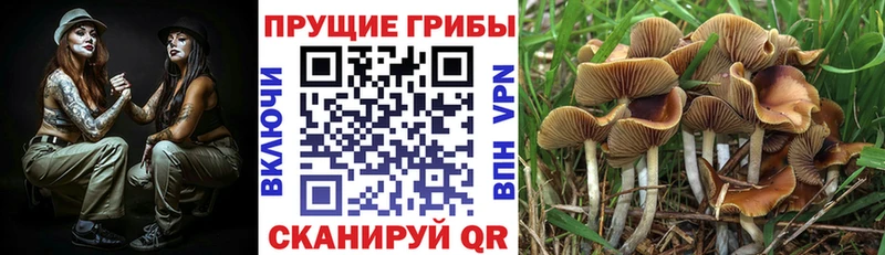 ссылка на мегу зеркало  где купить   Лихославль  Псилоцибиновые грибы Cubensis 